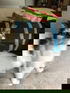 Callie