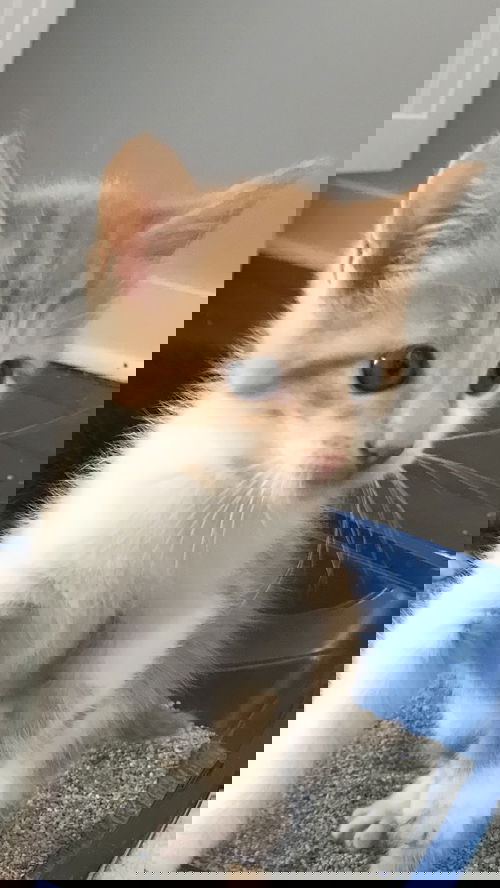 Tex