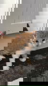 Tex