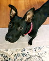 Susie Q