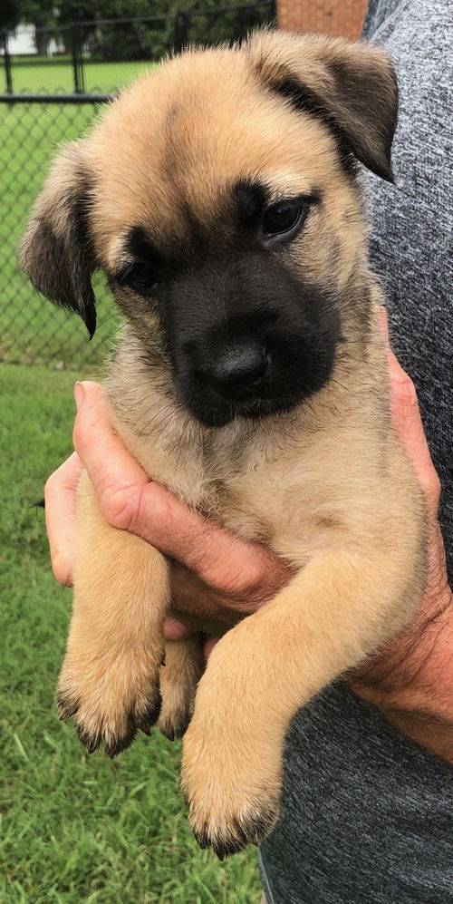 Artemis,Star,zeus