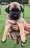 Artemis,Star,zeus