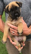 Artemis,Star,zeus