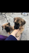 Artemis,Star,zeus