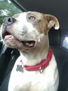 Harvey