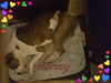 Harvey