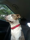 Harvey
