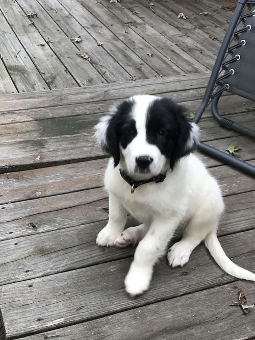 Shep