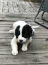 Shep