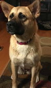 Gracie