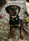 Bodie