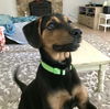 Bodie