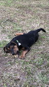 Bodie