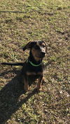 Bodie