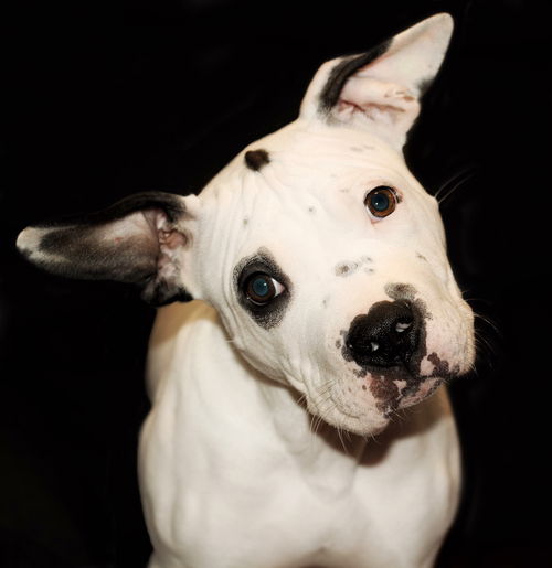 Otis
