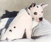Otis