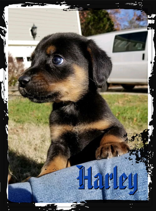 Harley