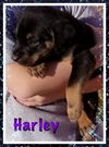 Harley