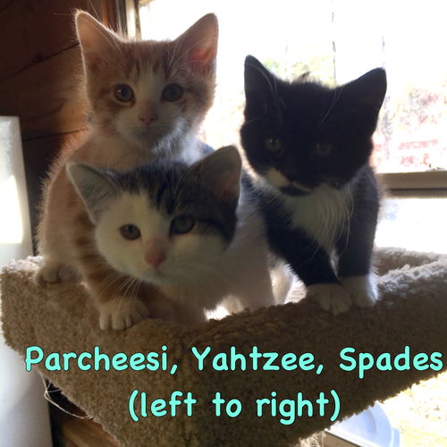 Game of Kittens