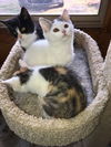 Game of Kittens