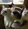 Game of Kittens