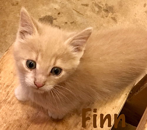 Finn