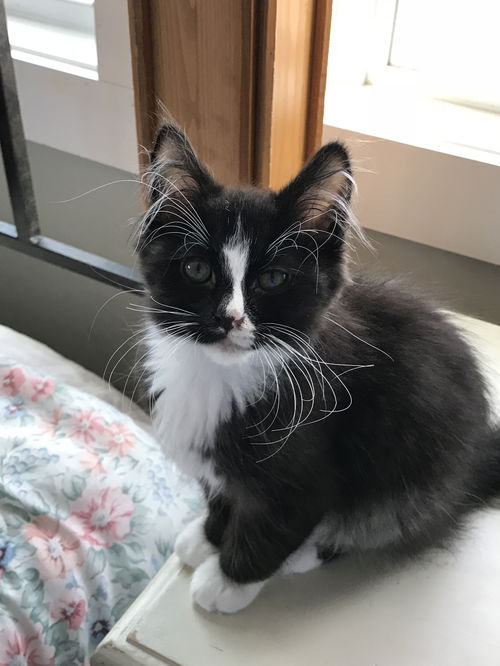 Oliver