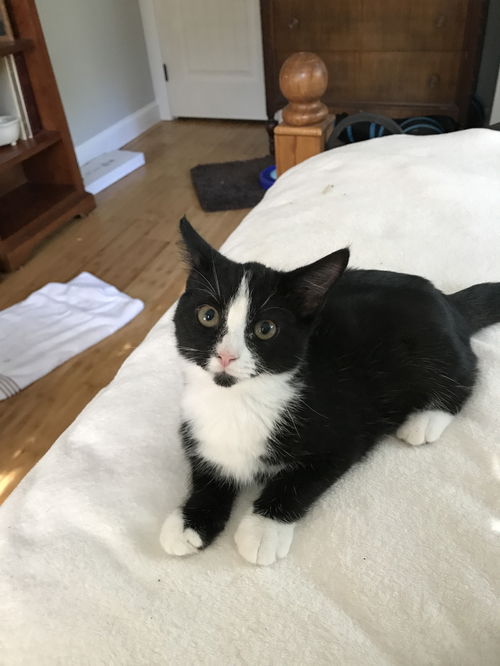 Simon
