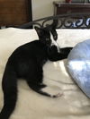 Simon