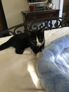 Simon