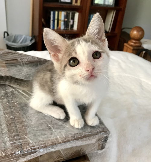 Josie