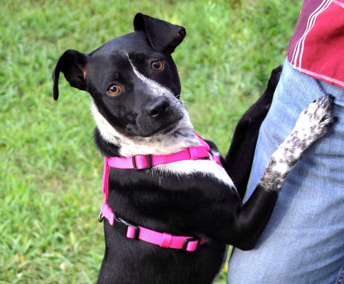 Stella