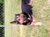 Kapone
