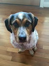 Buddy