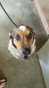 Buddy