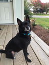 Brutus
