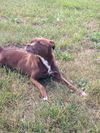 josie