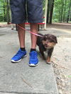 Poochie