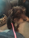 Poochie