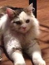 Zander