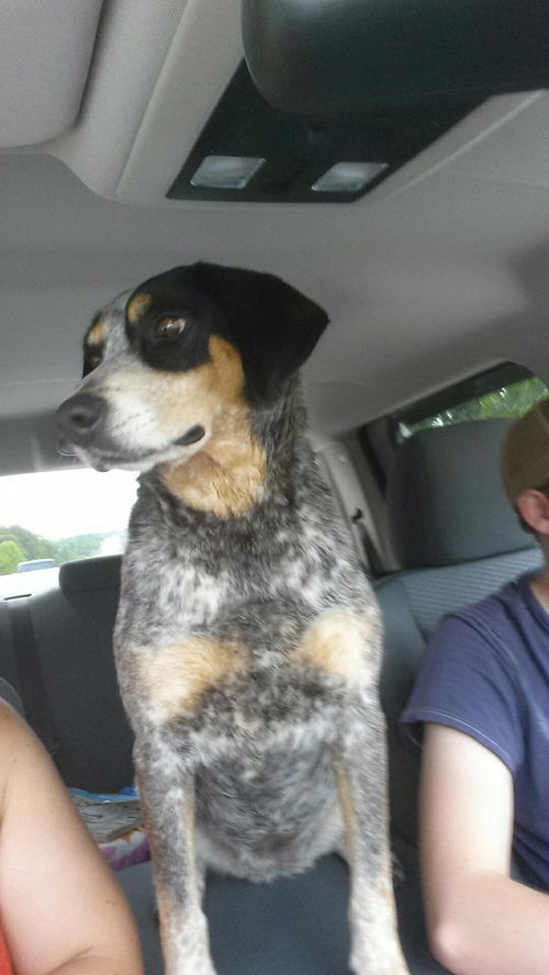 Gidget