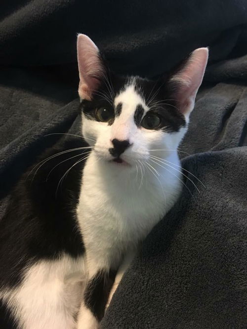 Finn