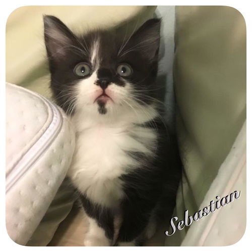 Sebastian