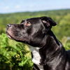 Daisy Duchess
