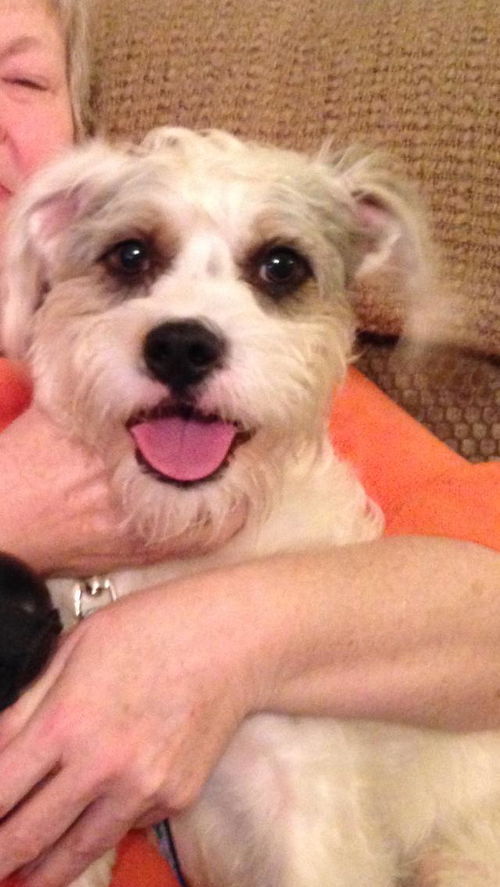Bandit