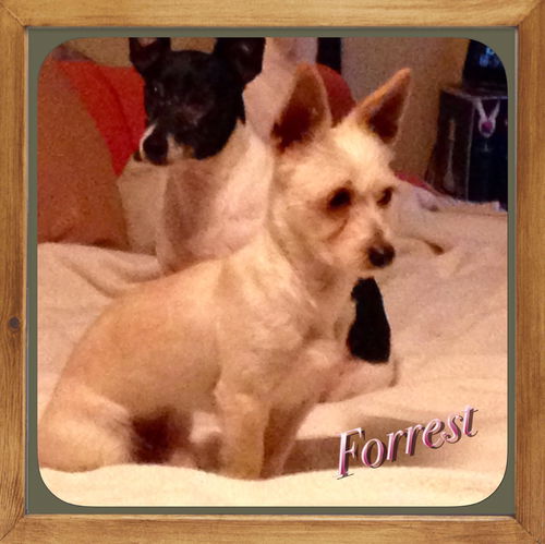 Forrest (the dog)