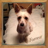 Forrest (the dog)