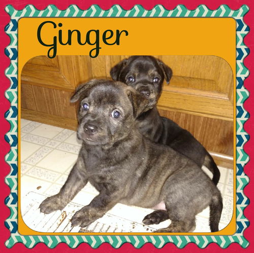 Ginger