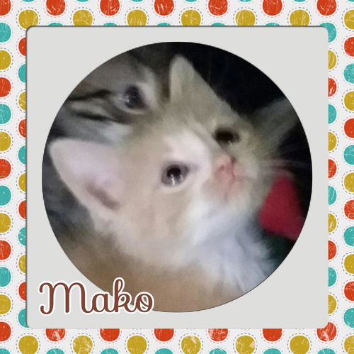 Mako