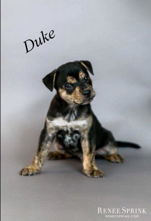 Duke